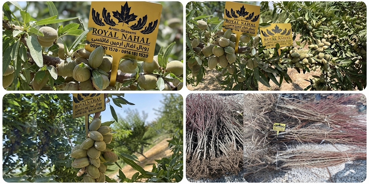 سود میلیاردی با احداث باغ بادام